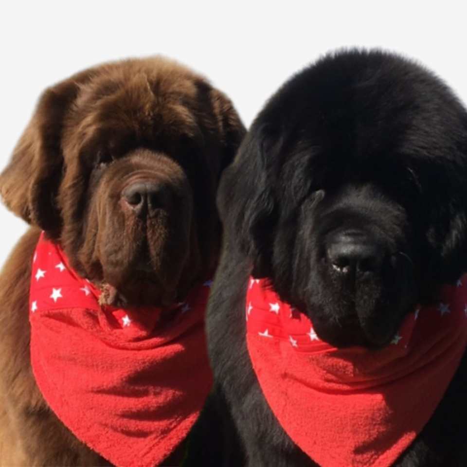 Small best sale dog bandanas